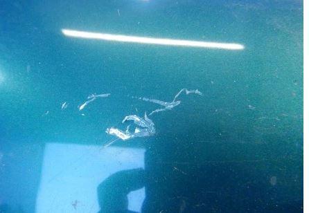 Citroen Xsara II 2000-2004 hatchback 2.0 HDI diesel 66 kW 0  Blatník predný pravý